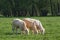 Grazing cows in grassland