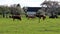 Grazing cows on a green field near a blossoming apple garden