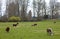 Grazing cows and green pastures, Oregon.