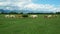 Grazing cows in green summer meadow field