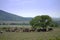 Grazing cows herd