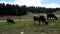 Grazing cows, life in harmony among the wonders of the Dolomites