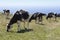 Grazing cows in a meadow. Sao Jorge island. Azores. Portugal