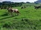 Grazing cows in the middle of a meadow