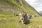 Grazing Cows in The Mountains, Passo Rombo - Timmelsjoch, Italian-Austrian Border