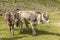 Grazing Cows in The Mountains, Passo Rombo - Timmelsjoch, Italian-Austrian Border