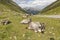 Grazing Cows in The Mountains, Passo Rombo - Timmelsjoch, Italian-Austrian Border