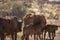 Grazing cows in Namibia