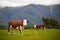 Grazing cows in New Zealand