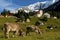 Grazing cows on a pasture in the Alps