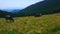 The grazing cows on Polonyna Khomyak mountain meadow, Carpathians, Ukraine