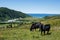 Grazing cows in a scenic meadow above the ocean
