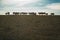 Grazing cows at sunset