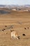 Grazing cows in a vast steppe, Inner Mongolia, China