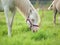 Grazing cremello welsh pony mare at pasture