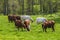 Grazing dairy cows on a meadow in sprintime