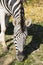 Grazing Damara zebra, Equus burchelli antiquorum portrait