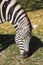 Grazing Damara zebra, Equus burchelli antiquorum portrait