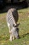 Grazing Damara zebra, Equus burchelli antiquorum portrait