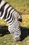 Grazing Damara zebra, Equus burchelli antiquorum portrait