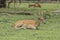 grazing deers stag hart on the meadow