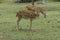 grazing deers stag hart on the meadow