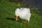 Grazing domestic goose