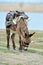 Grazing donkey on rural grassland