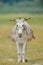 Grazing donkey on rural grassland