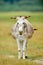 Grazing donkey on rural grassland