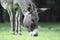 Grazing donkey in wildlife park