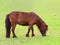 Grazing Dwarf horse