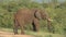 Grazing elephant in the bush