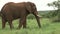 Grazing elephant in the bush