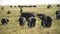 a grazing elephant herd faces the camera at serengeti national park