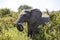 Grazing Elephant In Tanzania