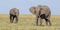 Grazing Elephants