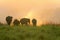 Grazing elephants at dusk