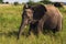 Grazing Elephants In Tanzania