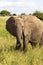 Grazing Elephants In Tanzania