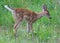 Grazing Fawn