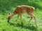 Grazing Fawn Whitetail Deer