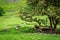 Grazing flock of sheeps near big tree, UK