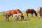 Grazing foal animals