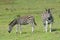 Grazing foal with pregnant Zebra