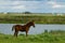 Grazing foal on a summer day