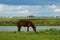 Grazing foal on a summer day