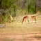 Grazing gazelles. Full length shot of three antelope on the plains of Africa.