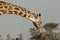 Grazing giraffe in the Maasai Mara