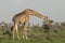 Grazing giraffe in the Maasai Mara